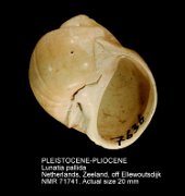 PLEISTOCENE-PLIOCENE Lunatia pallida